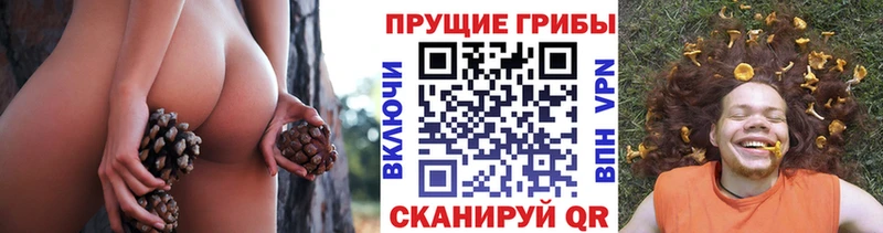 Галлюциногенные грибы Cubensis  наркошоп  Нестеров 